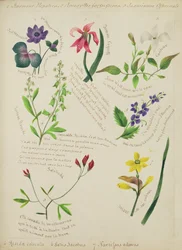 Wild Flowers (sivu luonnoskirjasta jakeesta)